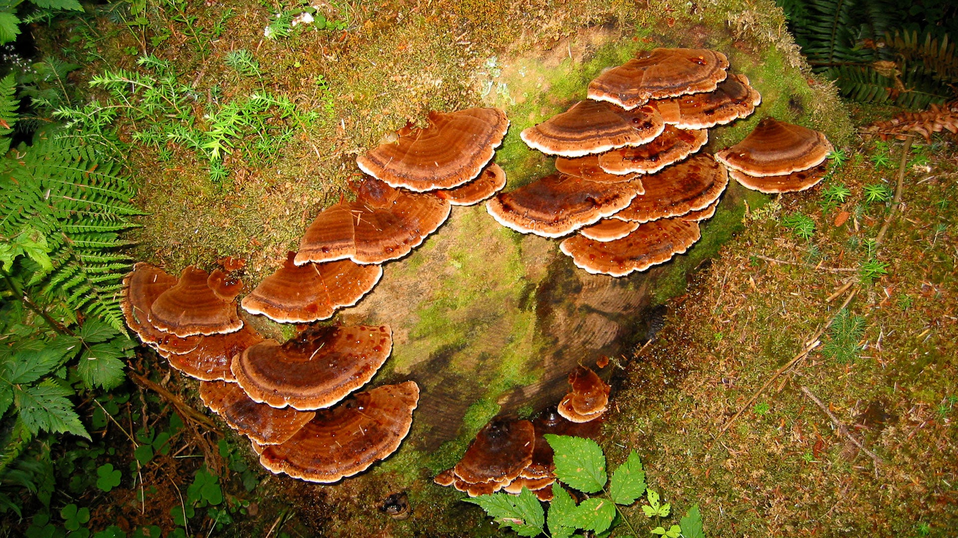 Celebrate Decomposition!