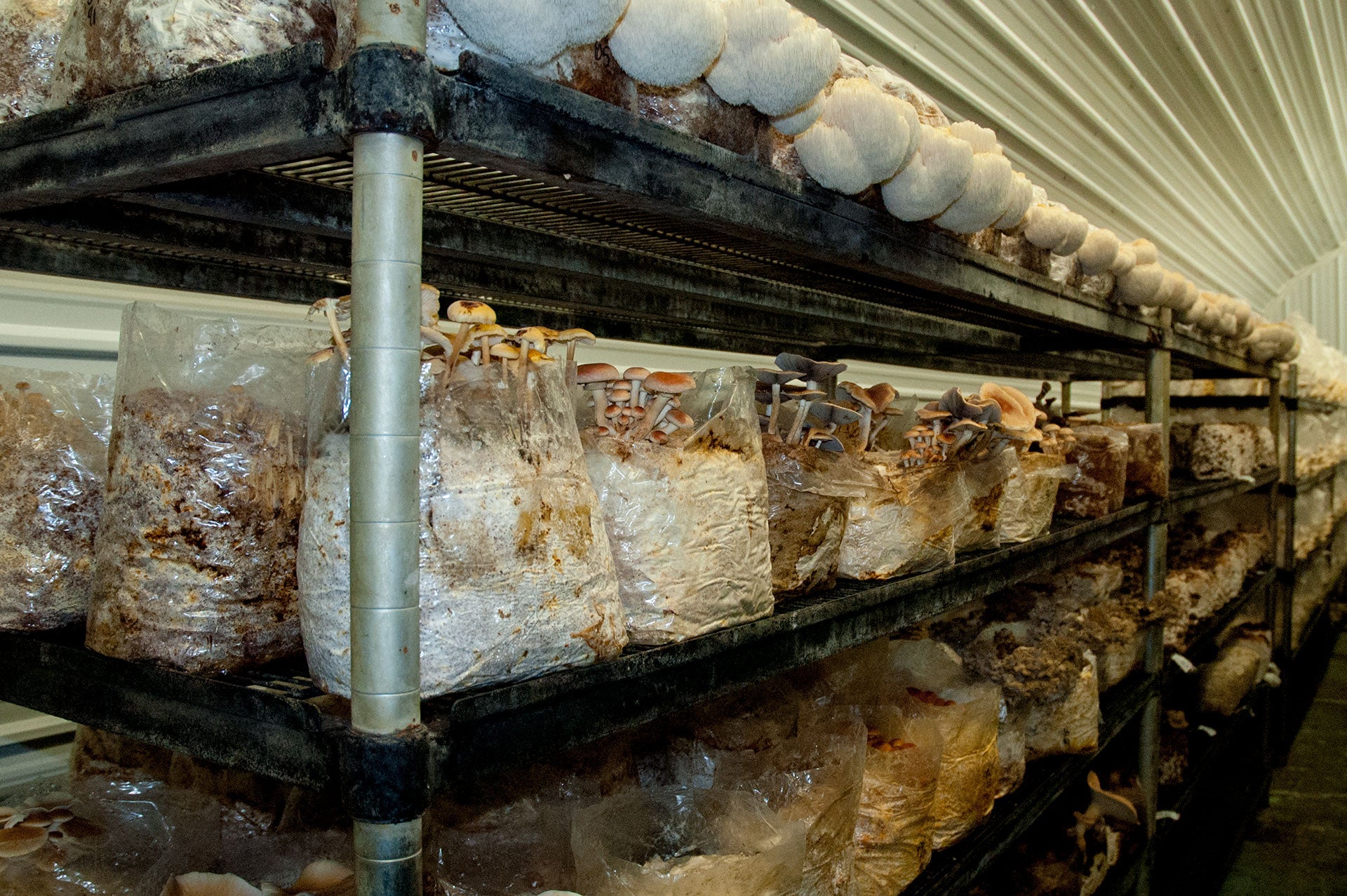 A Simplified Overview of Mushroom Cultivation Strategies