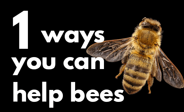 7 Ways You Can Help Bees