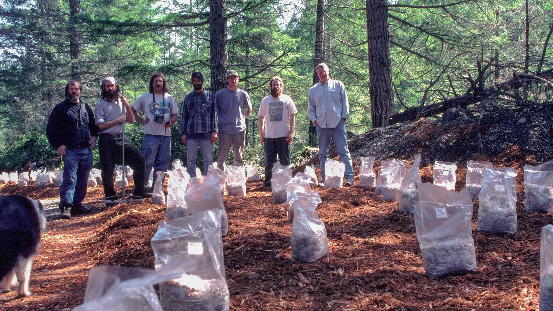 MycoRestoration of Abandoned Logging Roads