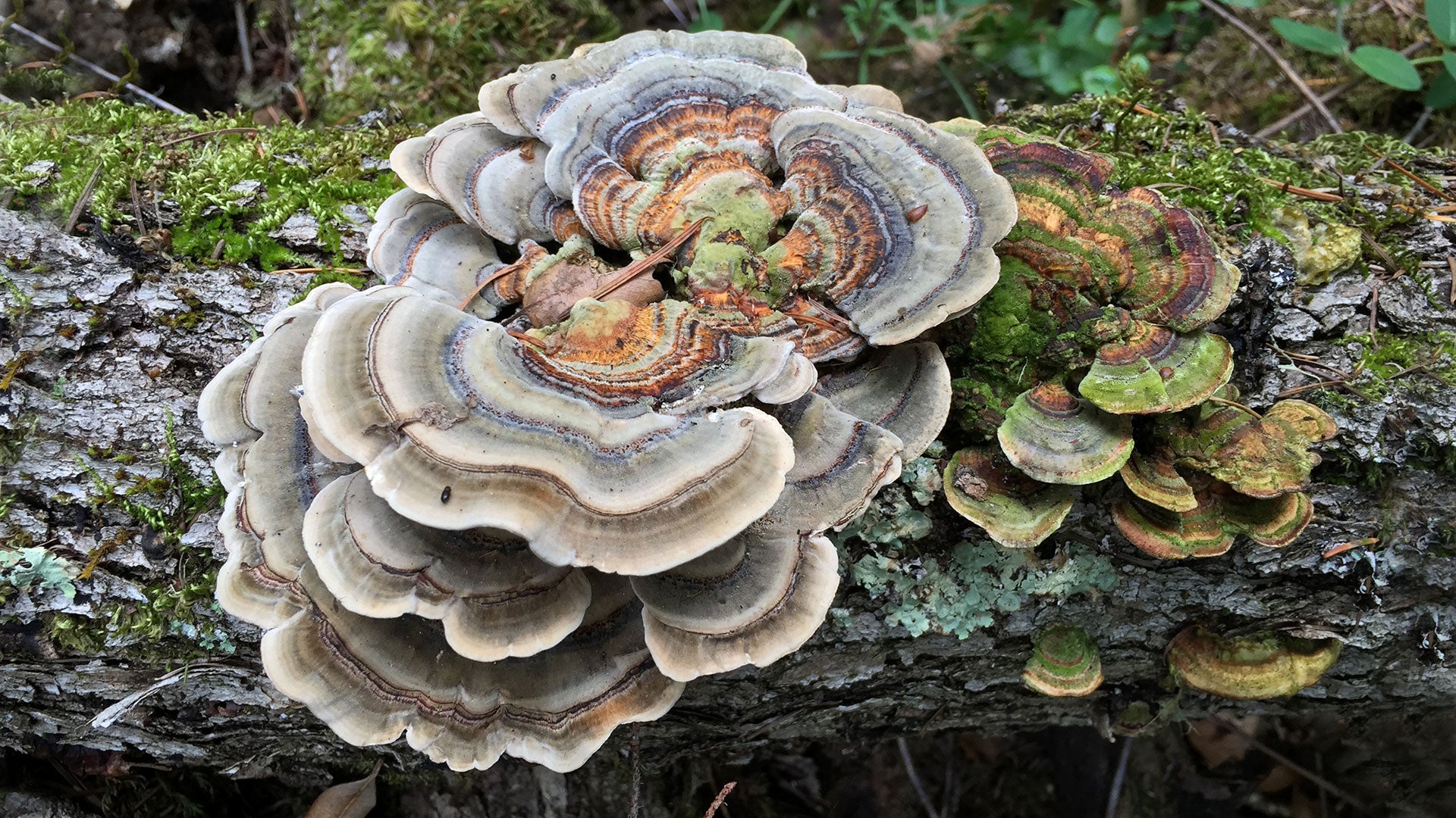 Mushrooms and Mycelium Help the Microbiome