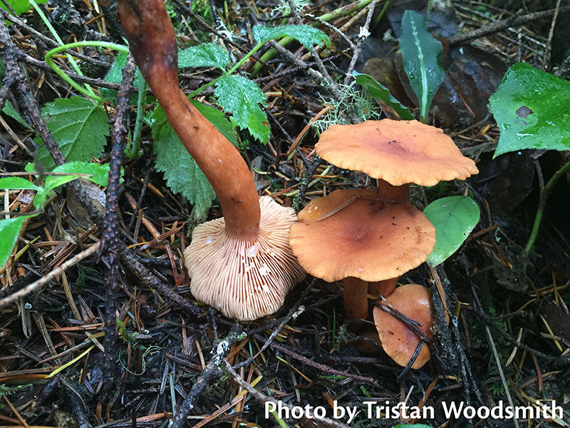 Mushrooms for Dessert?