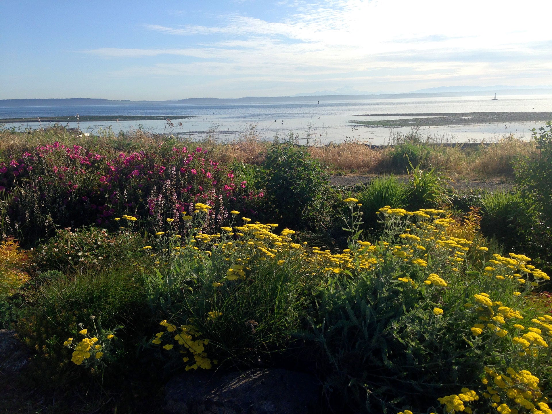 Creating a Be-Mushroomed Rain Garden