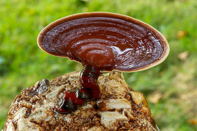 Mushroom Growing in Cold Climates: Species And Strategies That Work
