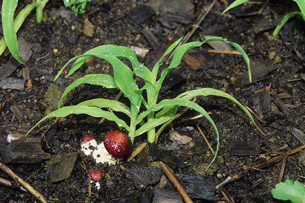 Companion Planting with the Garden Giant