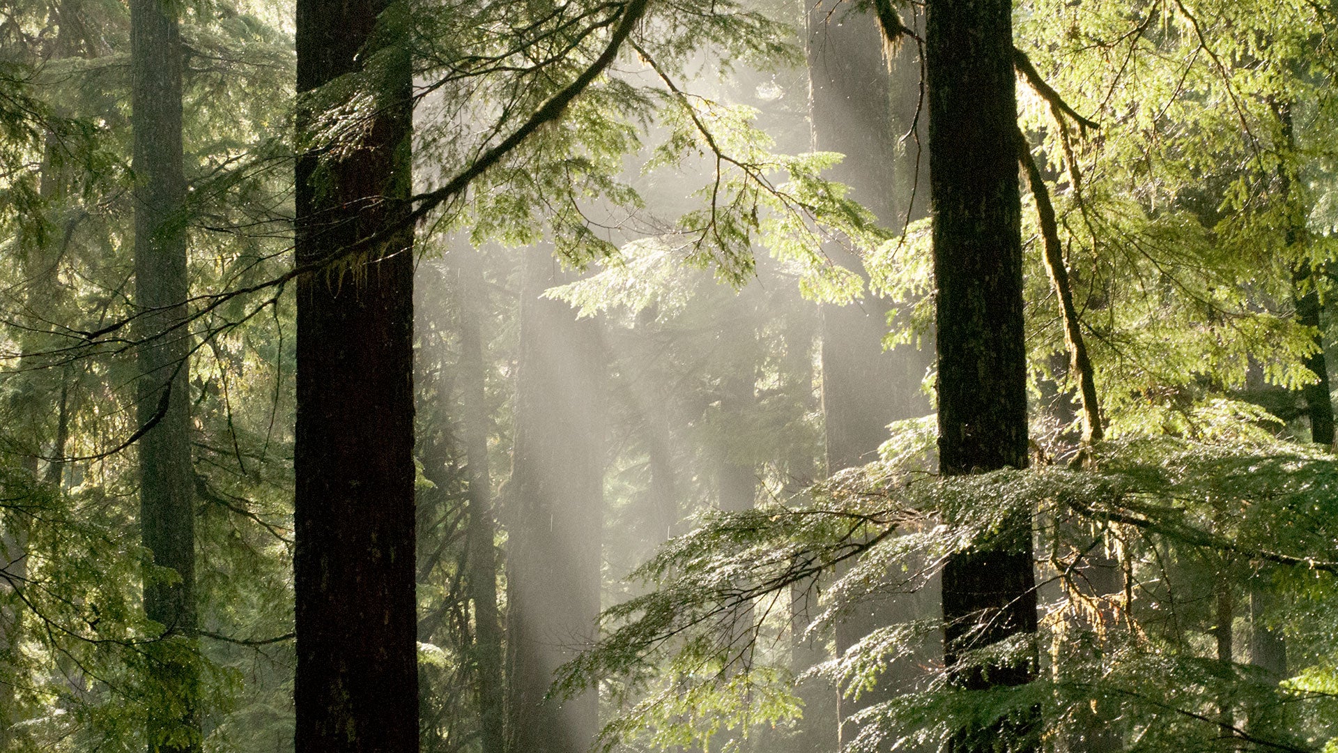 Place Mushrooms in Sunlight to Get Your Vitamin D