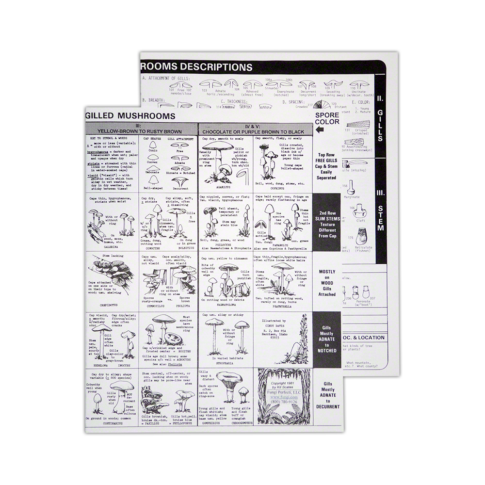 Easy Mushroom Identification Charts