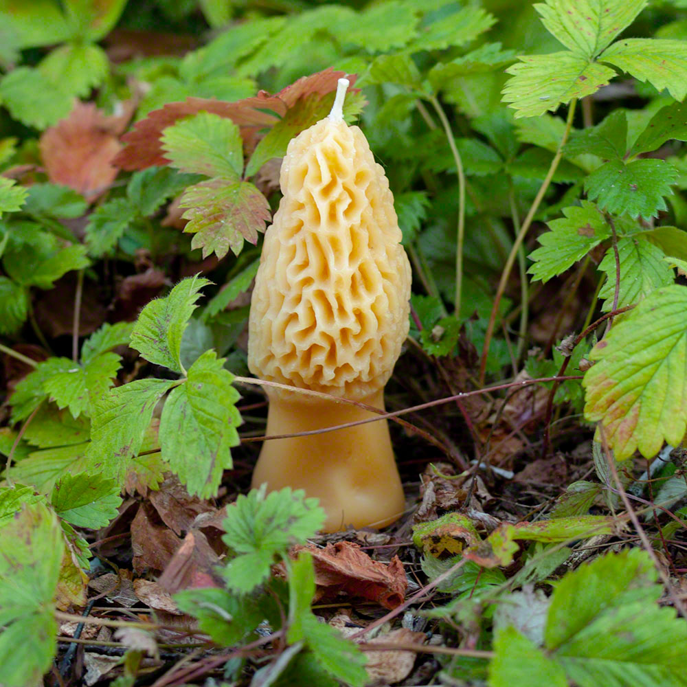 Morel Beeswax Candle