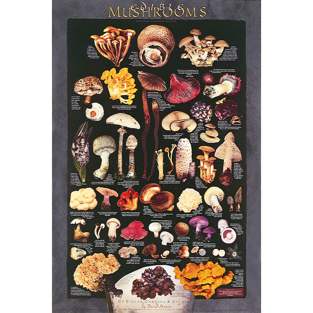 Cultivated Mushrooms Poster