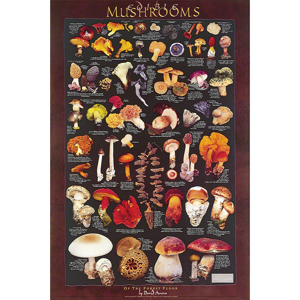 Forest Floor Mushrooms Poster