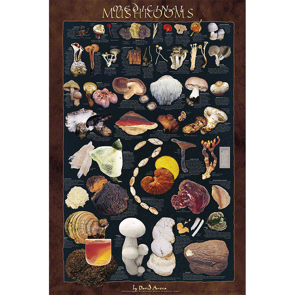 Medicinal Mushrooms Poster