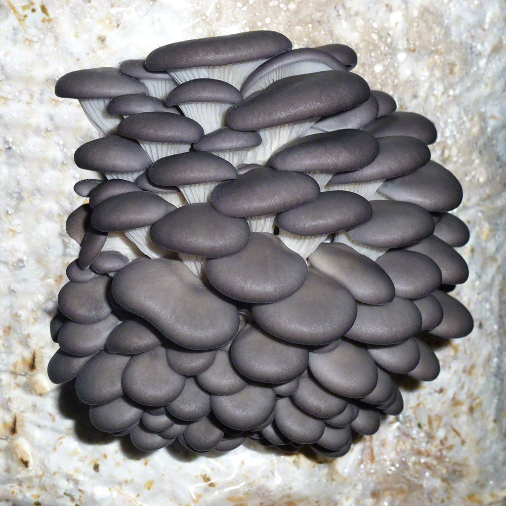 Blue Oyster Grain Master Bag