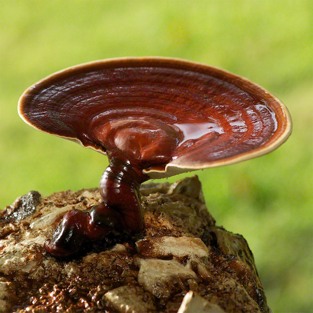 Ganoderma lucidum Culture