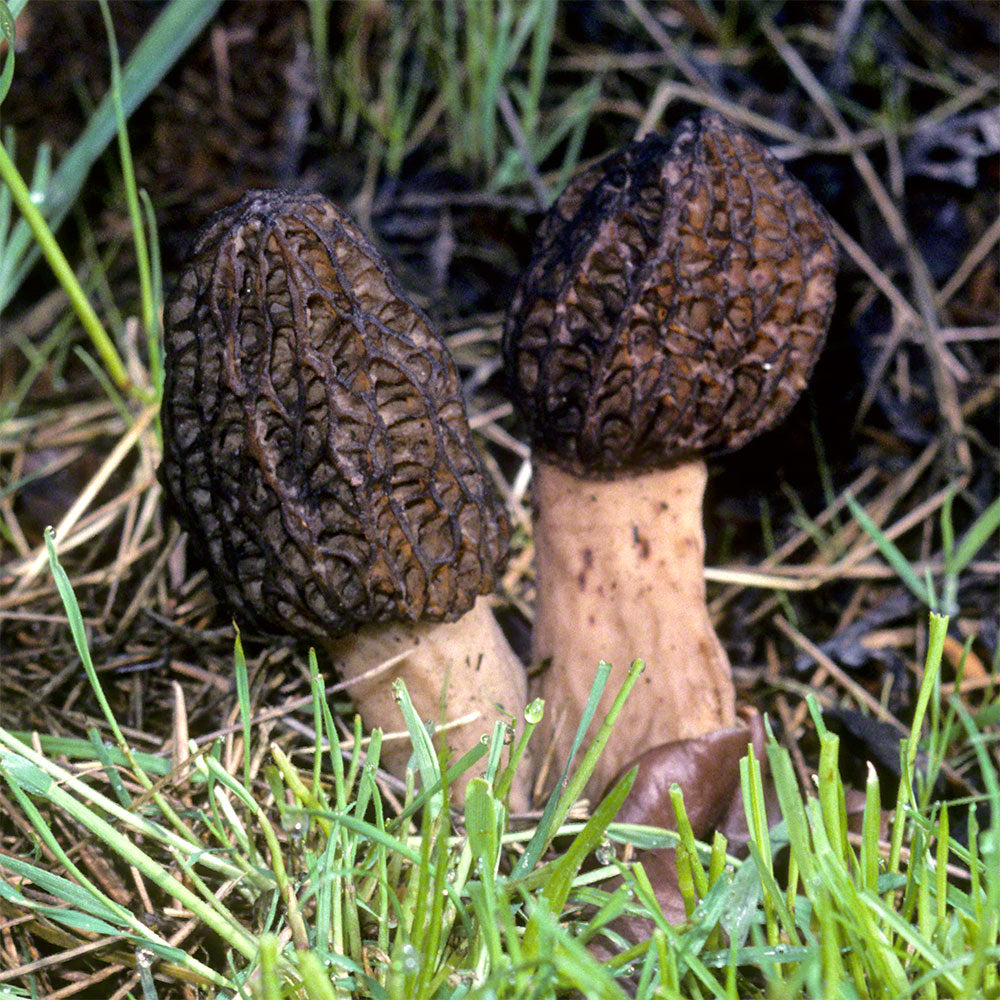 Morchella angusticeps Culture