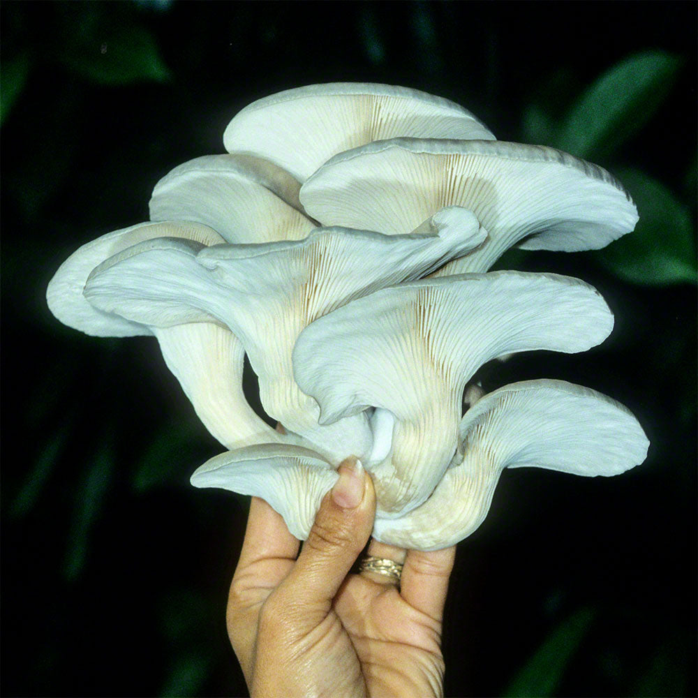 Pleurotus ostreatus Culture