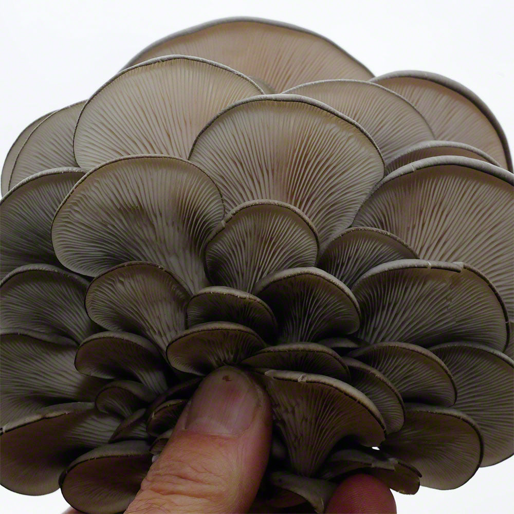 Pleurotus ostreatus var. columbinus Culture