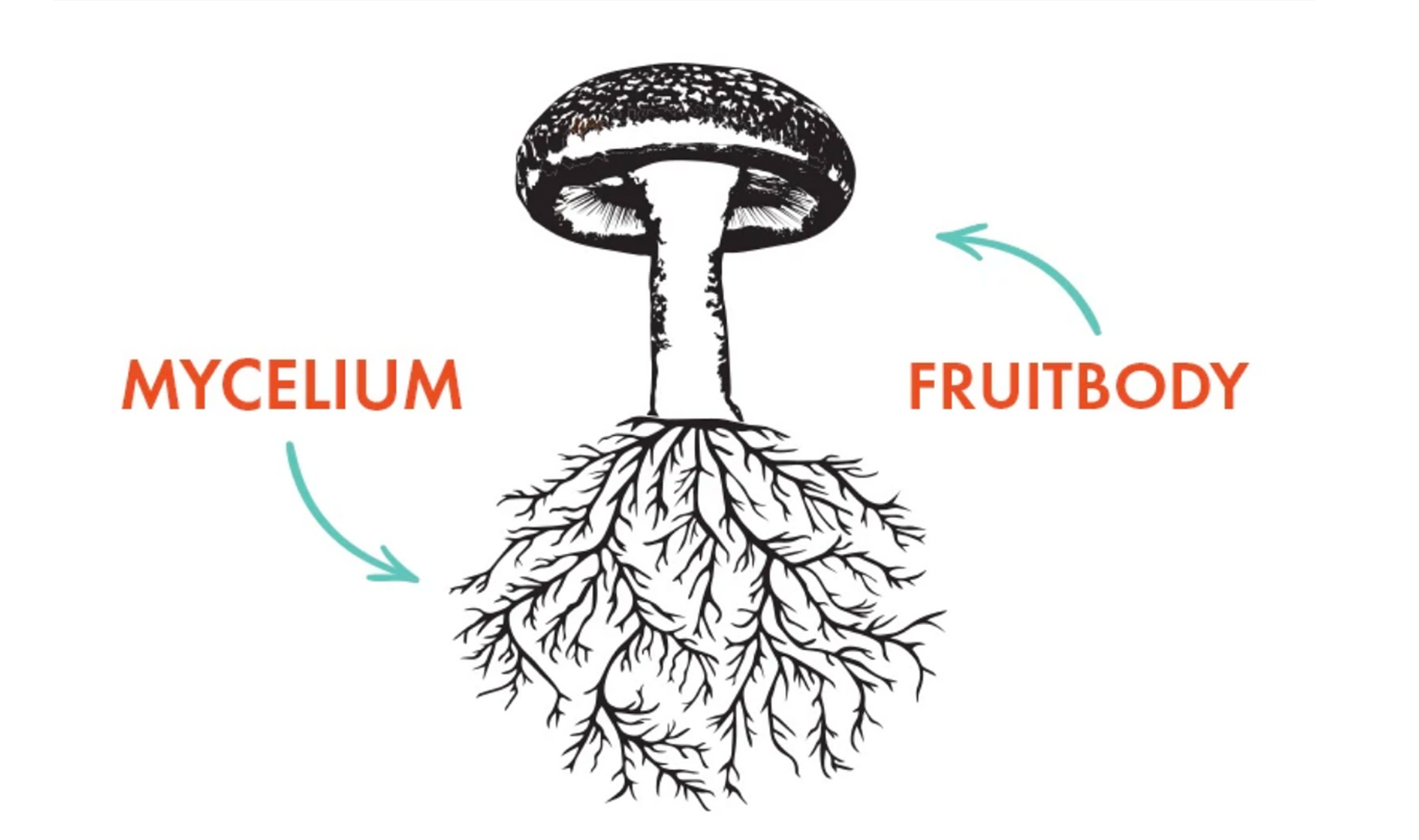 The Science of Mushroom Anatomy: Mycelium & the Fruitbody