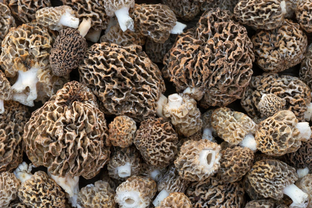 Morel Mushroom Identification, Season – DKZHGJ