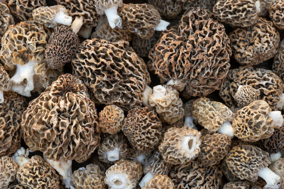 Morel Mushrooms 101: Identification, Growth, & Foraging Tips