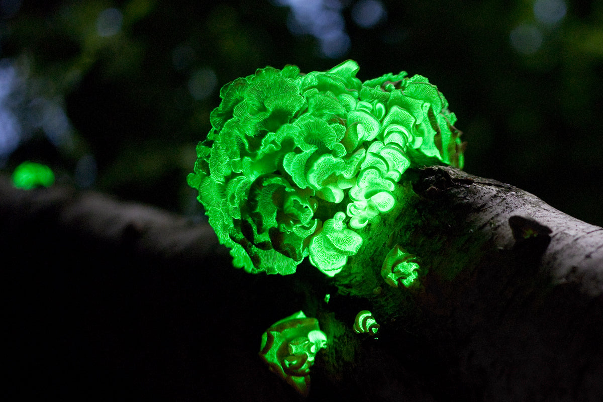 Fungal Luminescence