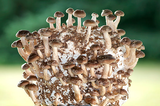 Where Did Our Ready-To-Grow Mushroom Kits Go?