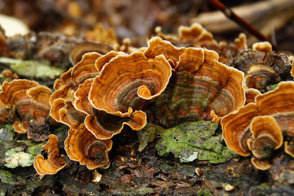 An Essential Guide to Turkey Tail Mushrooms (Trametes versicolor)