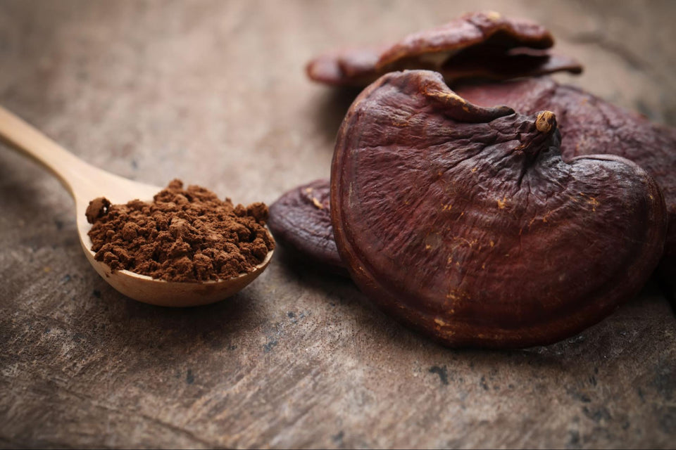 All About Reishi "The Mushroom of Immortality" (Ganoderma lucidum)