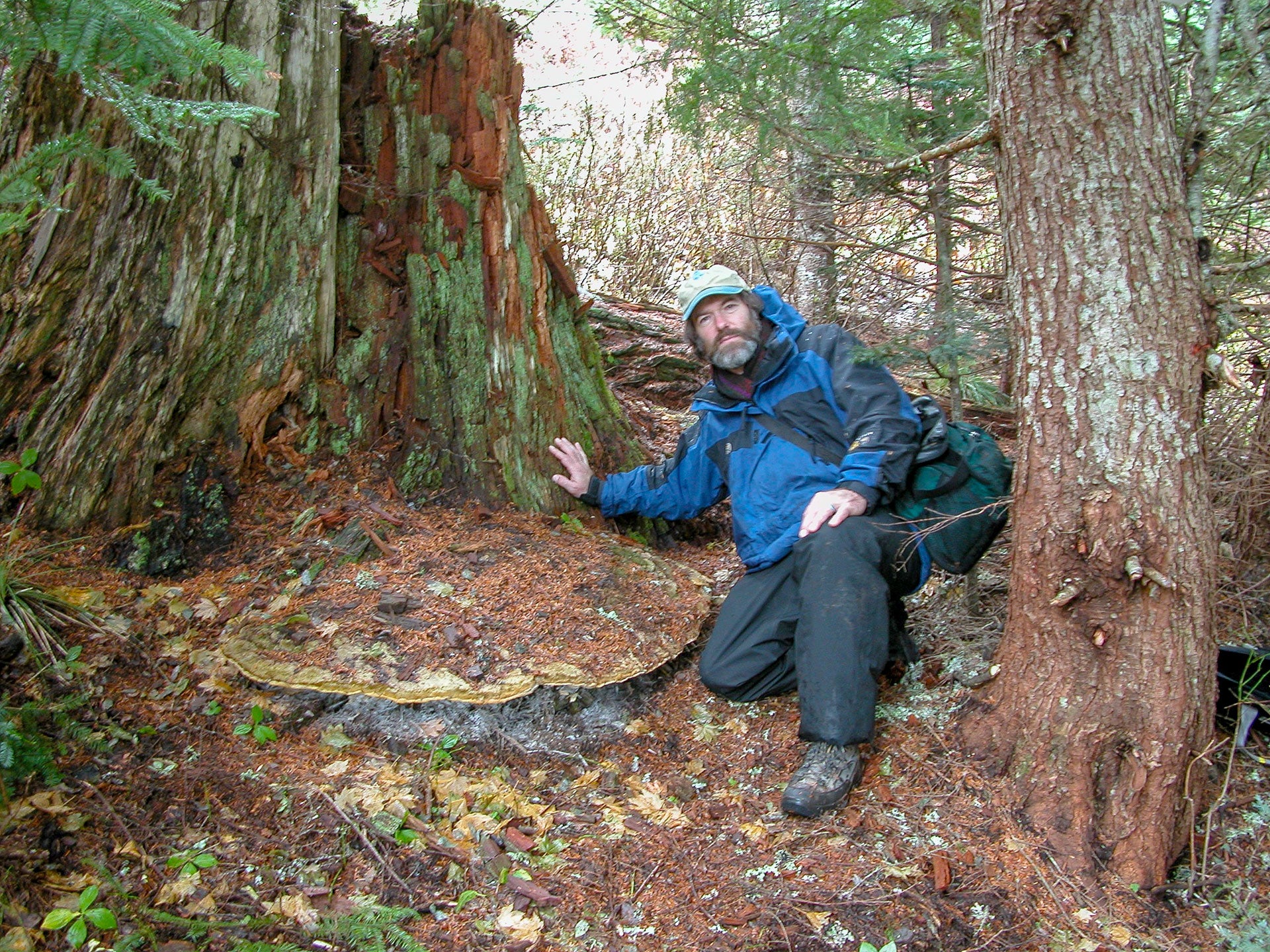 The Largest Mushroom in North America?