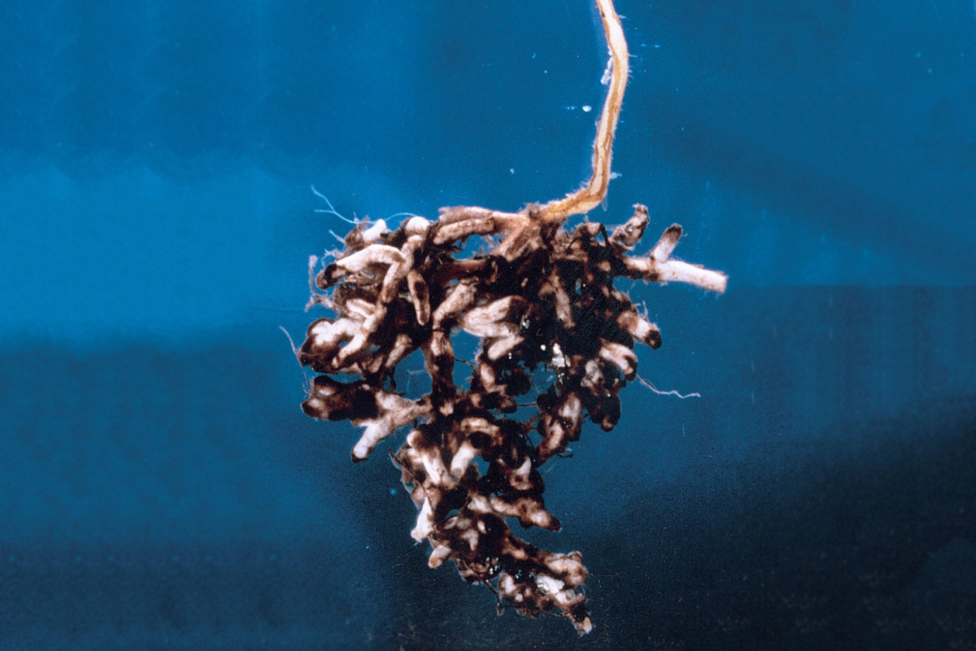 Mycorrhizal Management