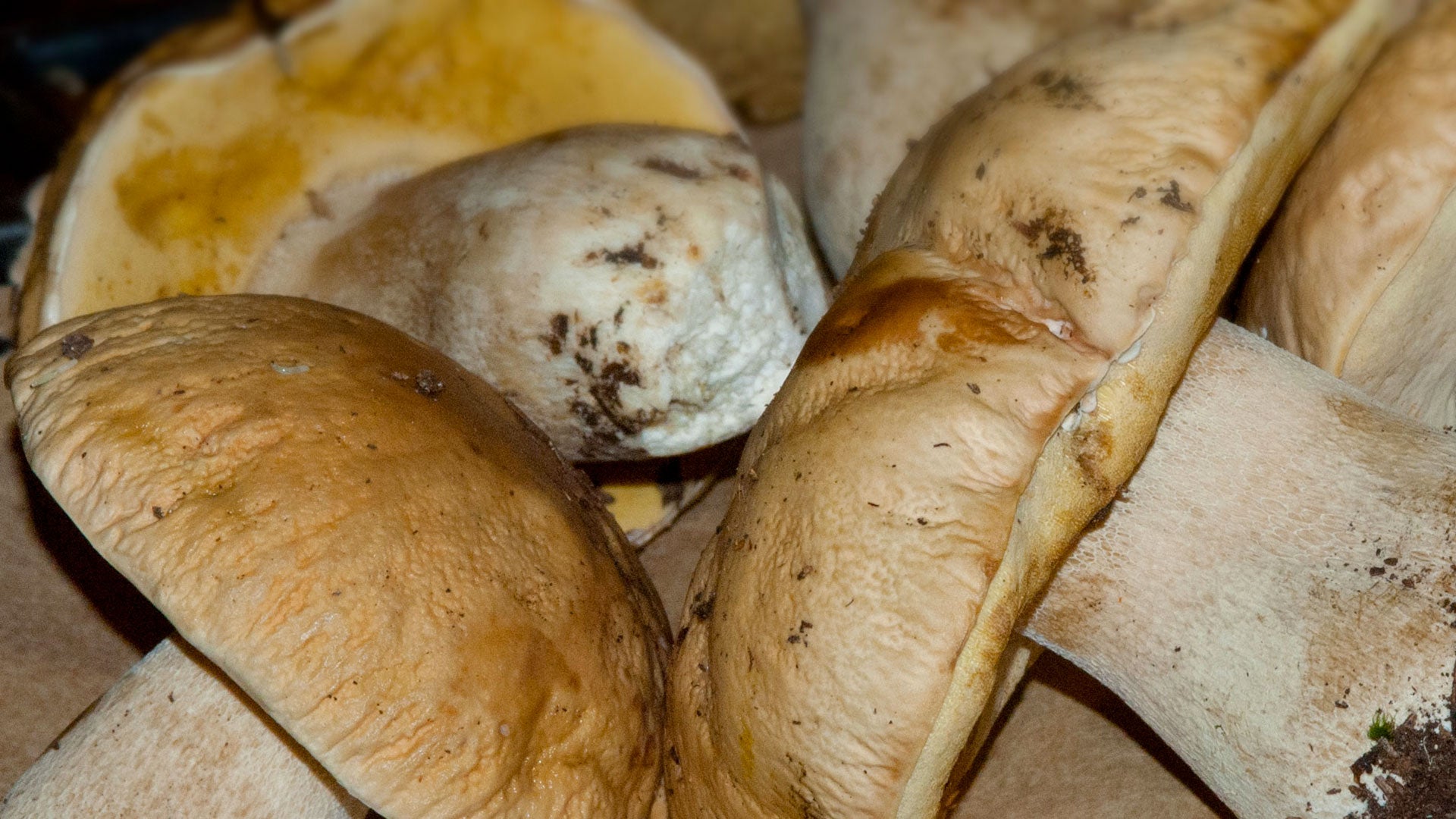 The Nutritional Properties of Mushrooms
