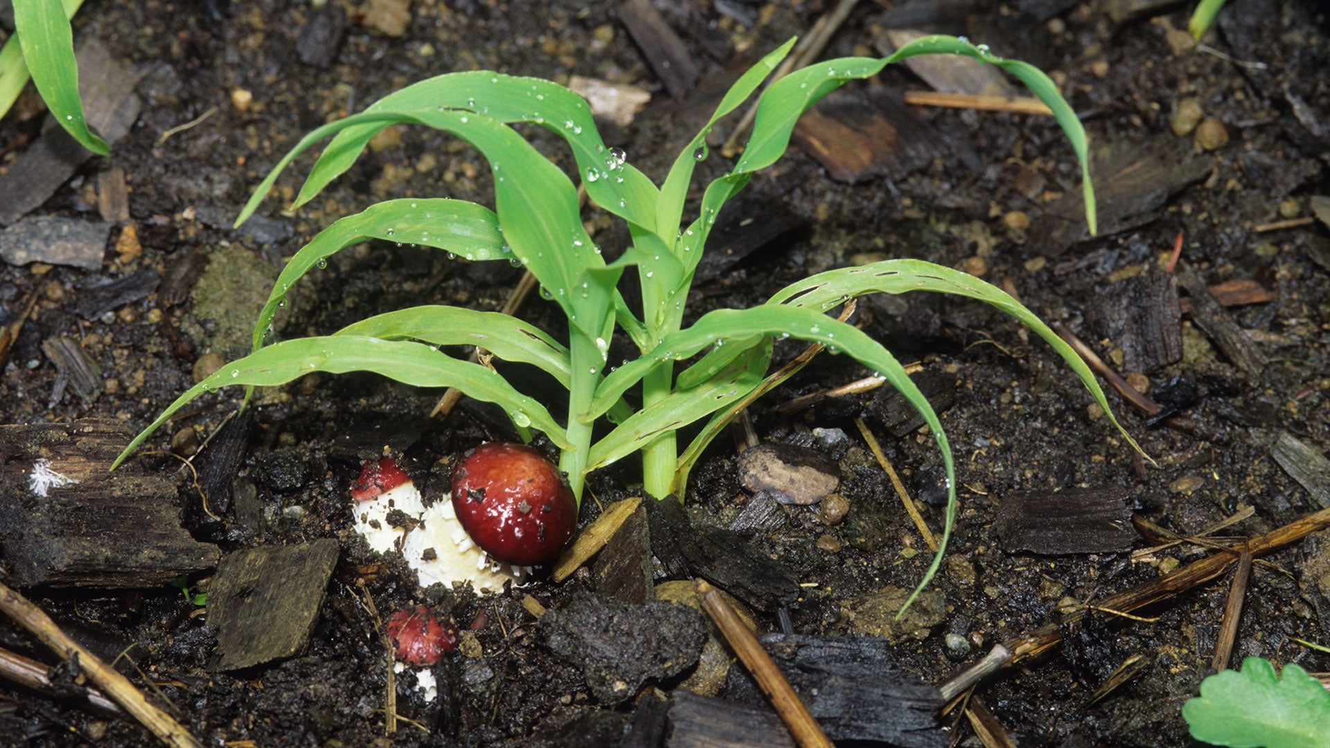 Permaculture with a Mycological Twist