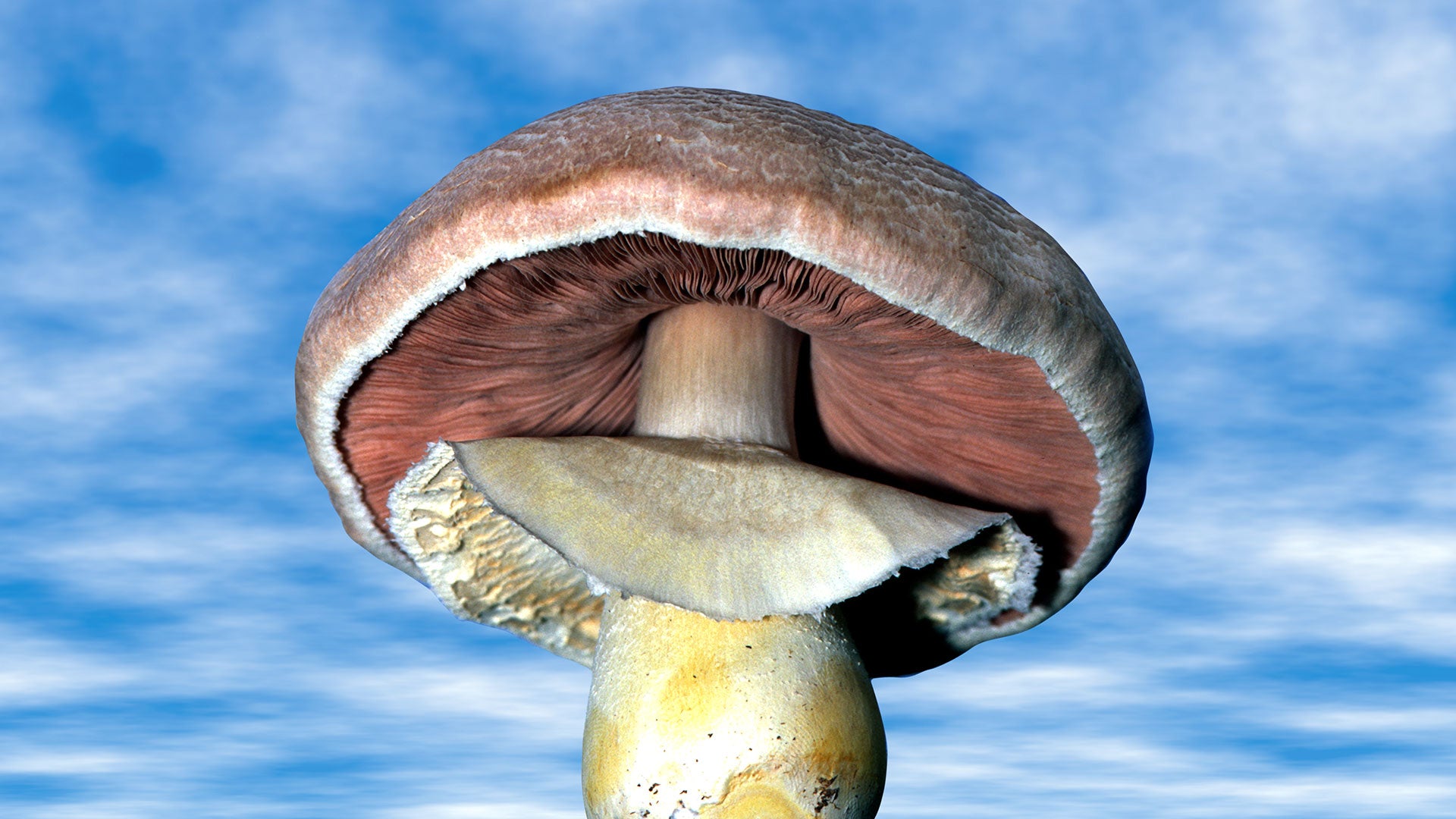 Should You Consume Raw Mushrooms?