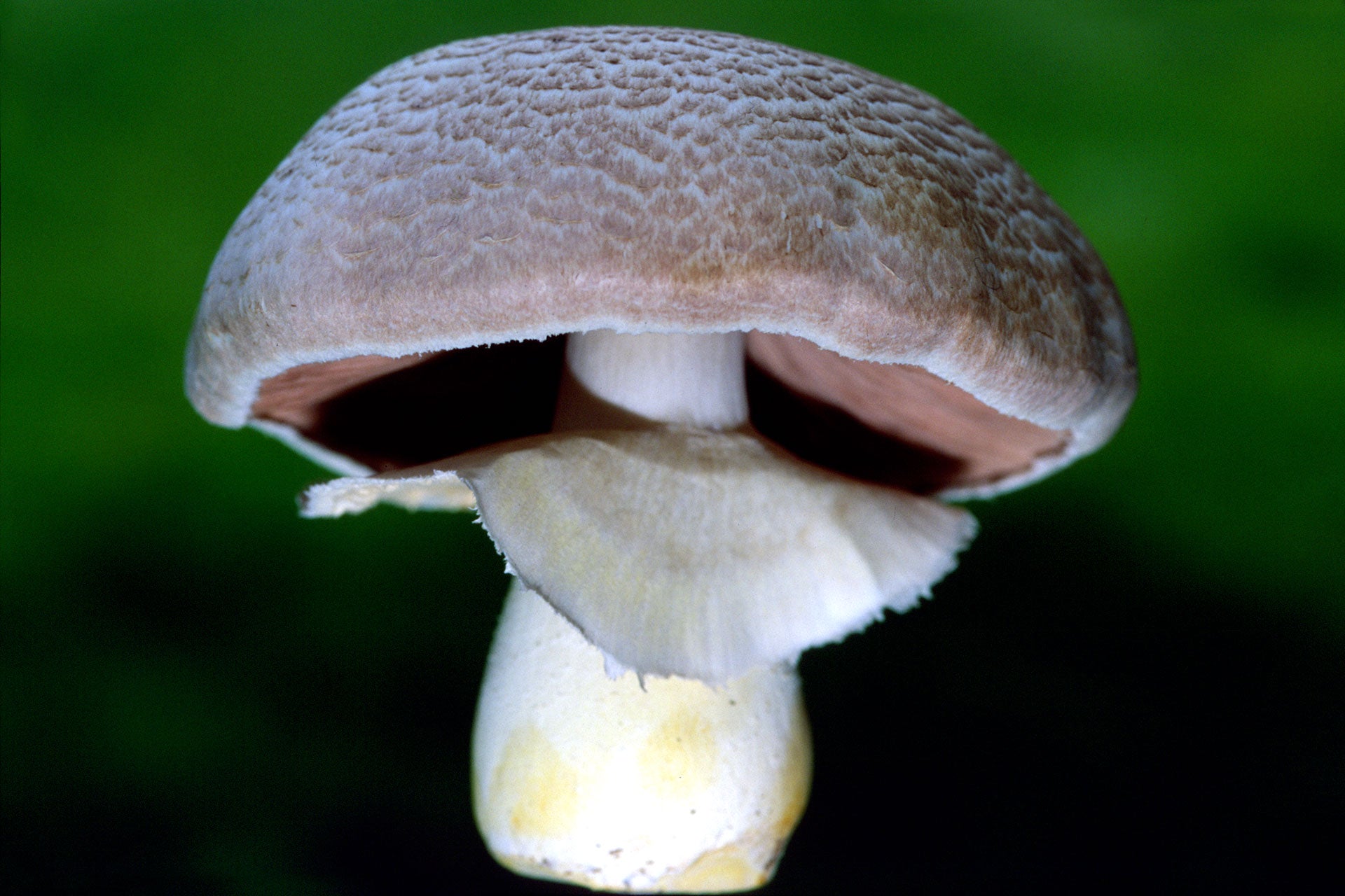 What Happened to the Name "Agaricus blazei?"