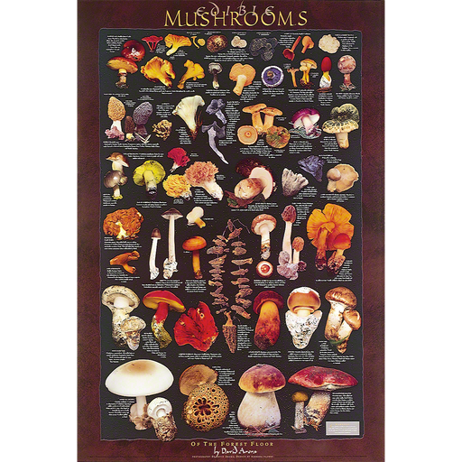 Forest Floor Mushrooms Poster