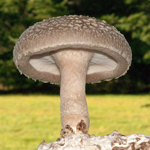 Shiitake Grain Master Bag