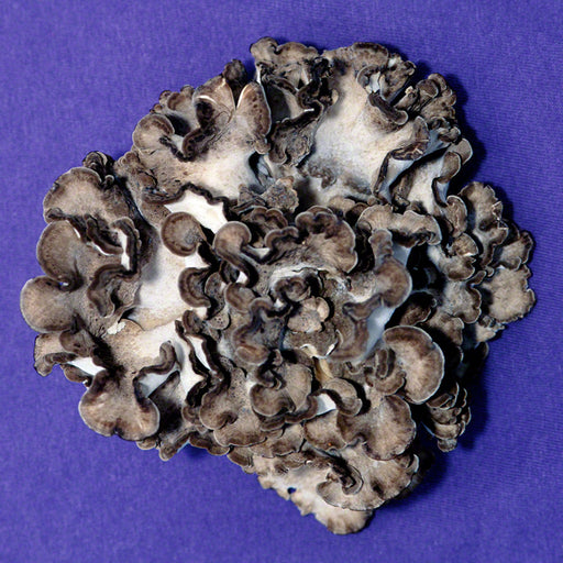 Maitake Grain Master Jar