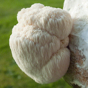 Champignon en verre pour décoration de table