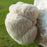 Lion's Mane Grain Master Jar