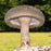 Shiitake Grain Master Jar