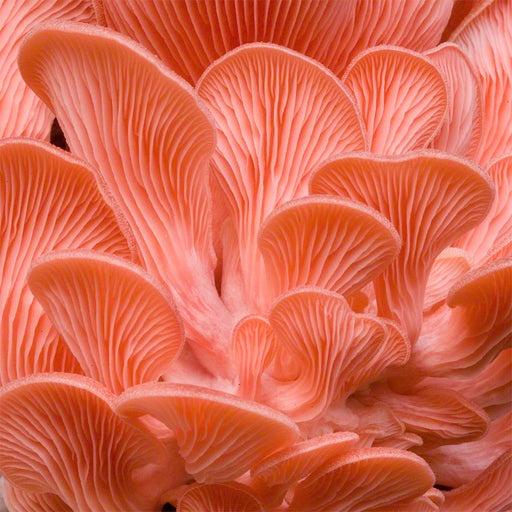 Pink Oyster Grain Master Jar