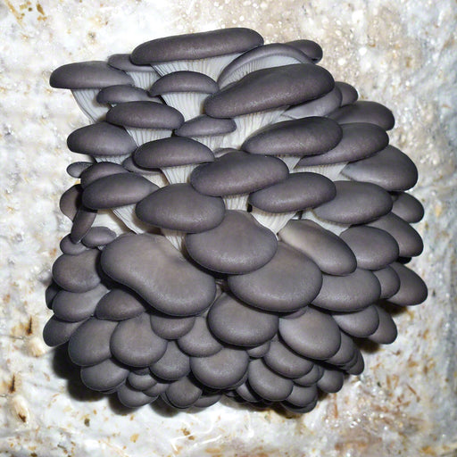 Blue Oyster Grain Master Jar