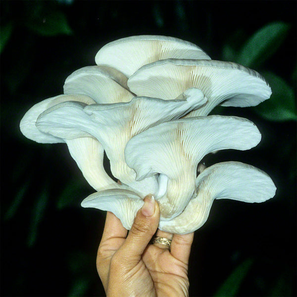 Pleurote huître noir kit de culture - Pleurotus ostreatus - Mycocultures  Mushrooms and Biotechnology