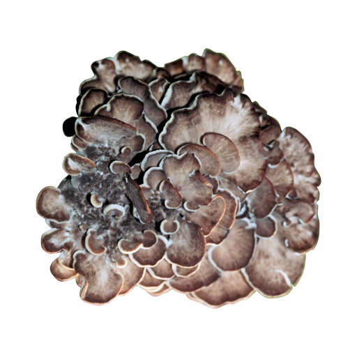 Maitake Plug Spawn - Approximately 100 Plugs