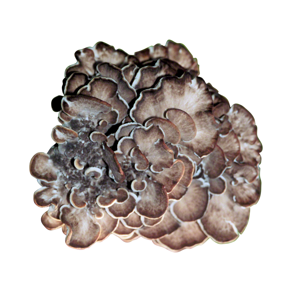 Maitake Plug Spawn - Approximately 1000 Plugs