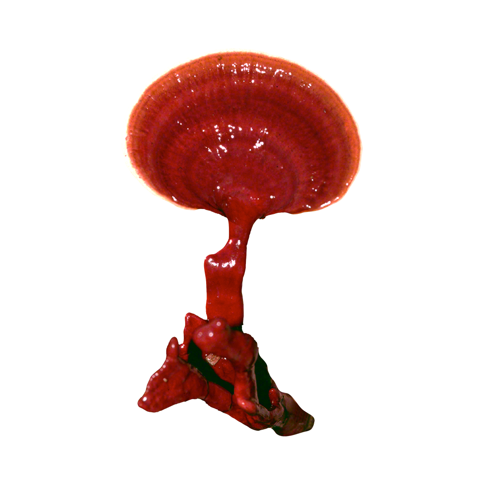 Reishi Plug Spawn - Approximately 100 Plugs