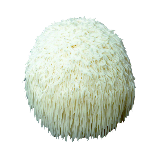 Lion's Mane Plug Spawn - Approximately 1000 Plugs