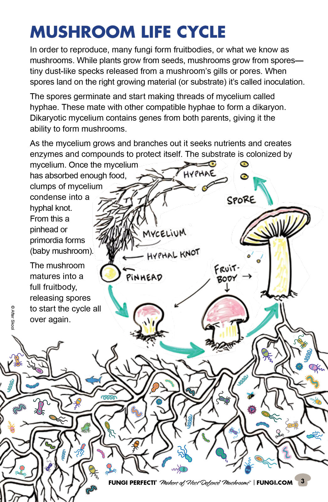 Fungi Perfecti Mushroom Funtime Activity Book